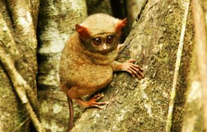 tarsius